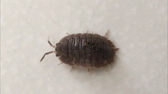Porcellio