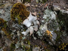 Dermatocarpon reticulatum