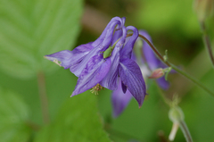 Aquilegia vulgaris