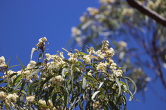 Corymbia nesophila