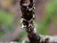 Hypotrachyna sinuosa