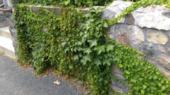 Parthenocissus tricuspidata