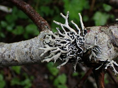 Hypogymnia tubulosa