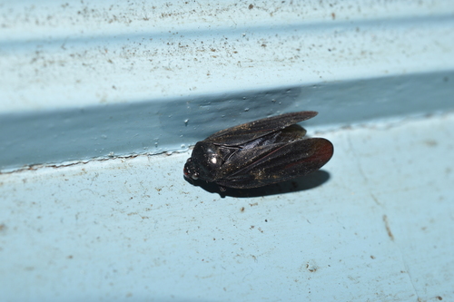 Tomaspis furcata