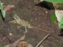 Acanthosaura coronata