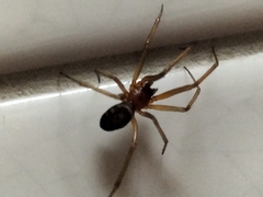 Steatoda nobilis