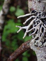 Hypogymnia tubulosa