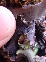 Dermatocarpon reticulatum