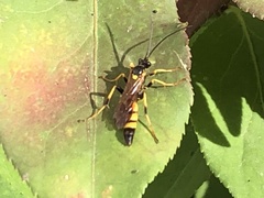 Ichneumon