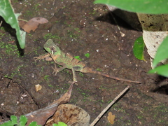 Acanthosaura coronata