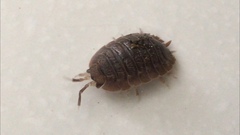Porcellio