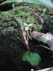 Acanthosaura coronata