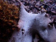 Dermatocarpon reticulatum