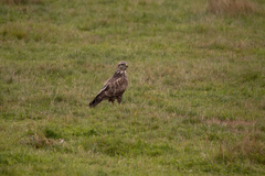 Buteo buteo