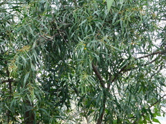 Acacia retinodes