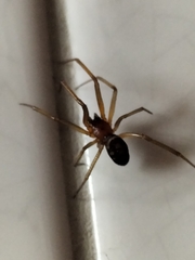 Steatoda nobilis