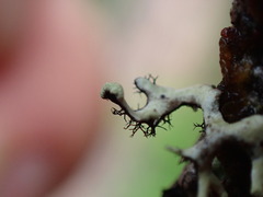 Hypotrachyna sinuosa