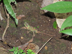 Acanthosaura coronata