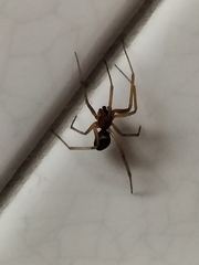 Steatoda nobilis