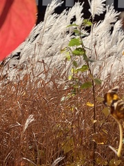 Miscanthus sacchariflorus