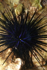 Echinothrix diadema