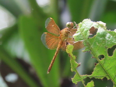 Neurothemis