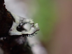 Hypotrachyna sinuosa