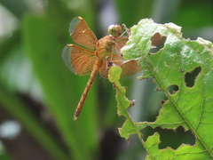Neurothemis