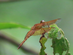 Neurothemis