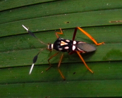 Baldus vinulus
