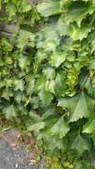 Parthenocissus tricuspidata