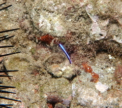 Labroides phthirophagus