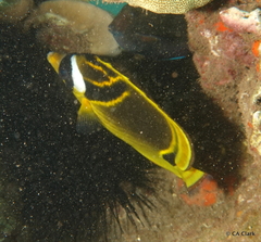 Chaetodon lunula