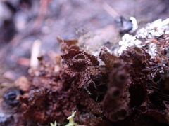 Tuckermanopsis platyphylla