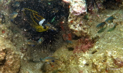 Pycnochromis vanderbilti