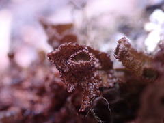 Tuckermanopsis platyphylla