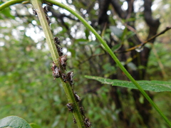 Aconophora compressa