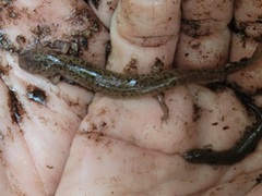 Pseudotriton ruber ruber