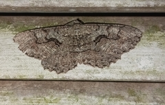 Cymatophora approximaria