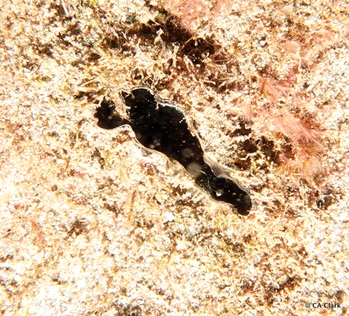 Streptopinna saccata observed 2022-10-05