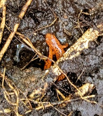 Pseudotriton ruber ruber