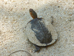 Rhinoclemmys pulcherrima rogerbarbouri