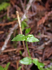 Stellaria crispa