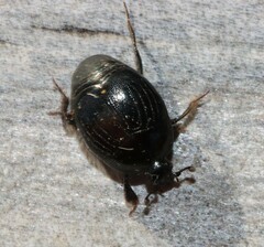 Histeridae