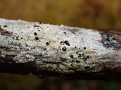 Mycoblastus sanguinarius