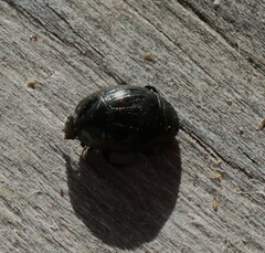 Histeridae