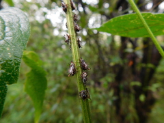 Aconophora compressa