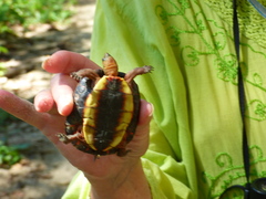 Rhinoclemmys pulcherrima rogerbarbouri