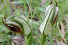 Pterostylis cucullata