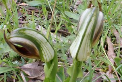 Pterostylis cucullata